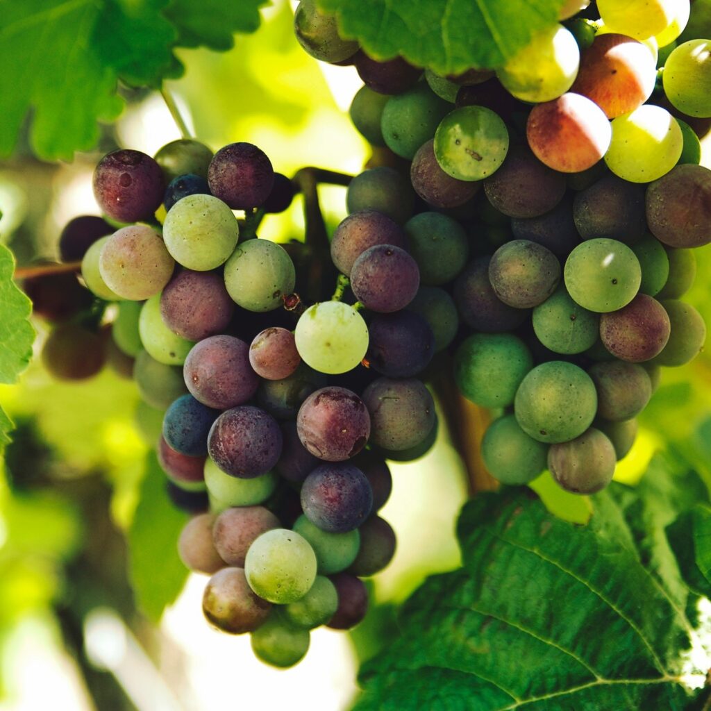 Wine Masterclass: Preservatives, Organic v Biodynamic with Nikki Knights