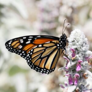 From Wellness to Longevity: Controversy, lessons and laughts from our fave episodes over 13 years