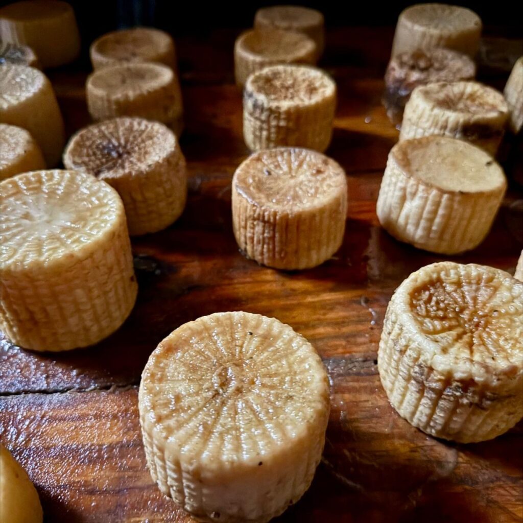 Maggot Cheese to Microbiome Damo's New Longevity Insights